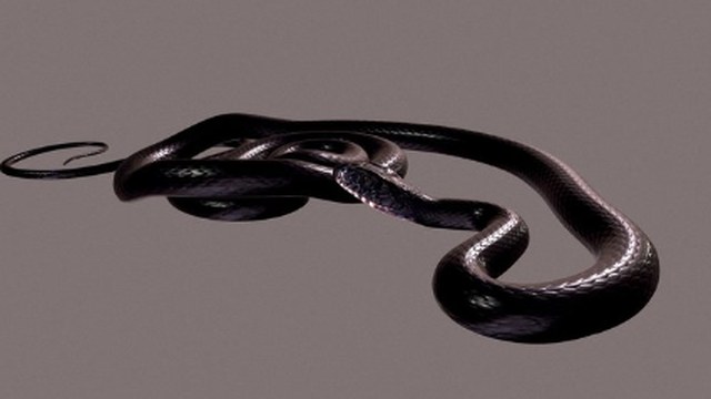 Digitizing Wildlife: The Case of a Reptile 3-D Virtual Museum